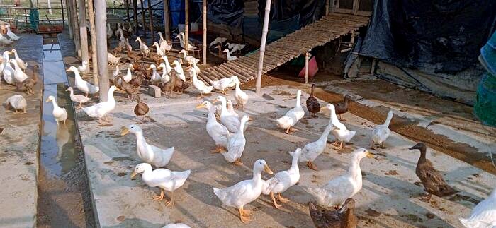White Pekin and Indian Khaki Campbell ducks