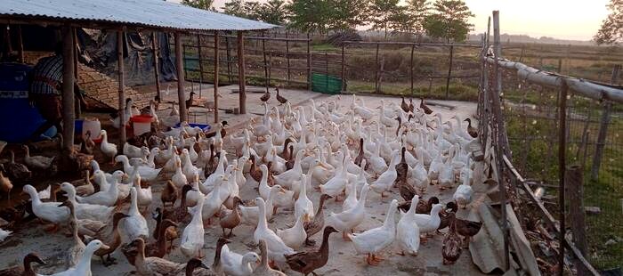 Ducks at Ocean's Surprise farm at dusk