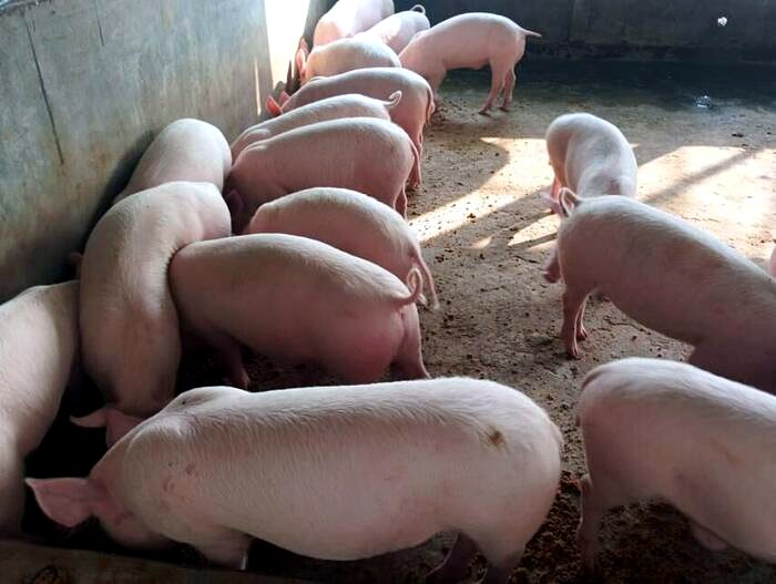 White Yorkshire pigs