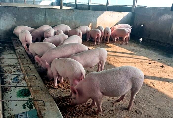 White Yorkshire pigs at feeding trough